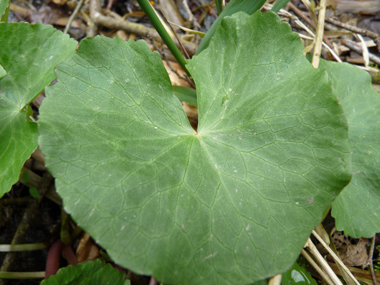 Feuilles basilaires possédant un limbe arrondi et crénelé porté par un long pétiole tandis que les supérieures sont sessiles. Agrandir dans une nouvelle fenêtre (ou onglet)